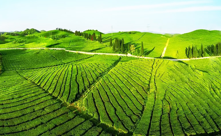 瓮安——打造欧标茶园