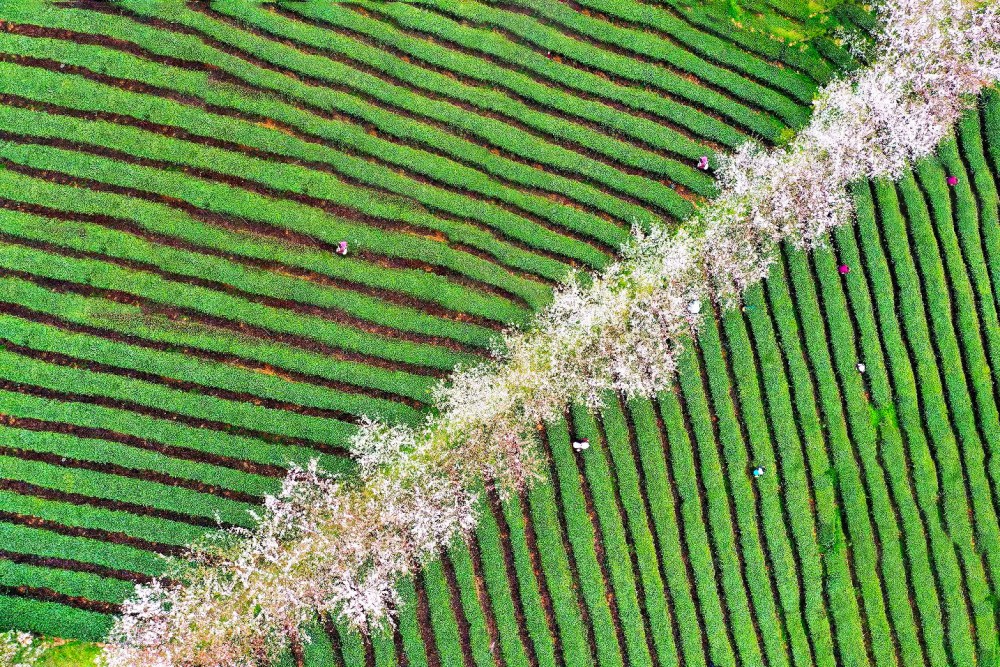 余庆——打造茶旅一体基地