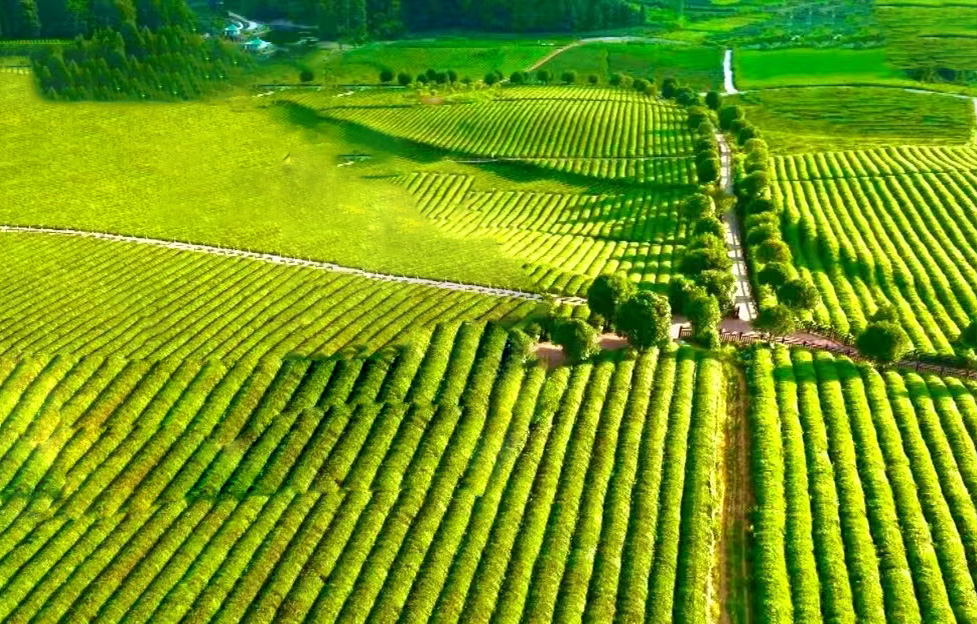 松桃——万亩茶园铺绿毯