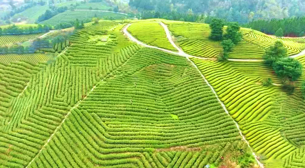 开阳——茶园飘香春潮涌