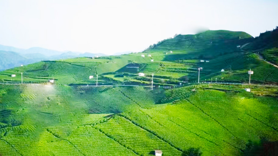 贵定——云雾贡茶