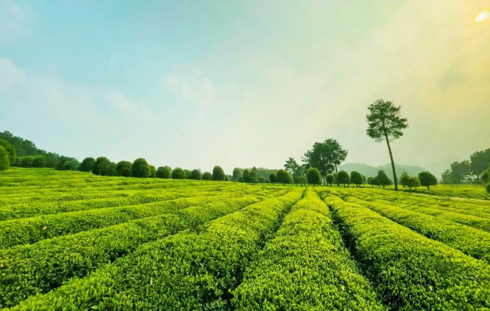 都匀——“天然氧吧”螺蛳壳茶山