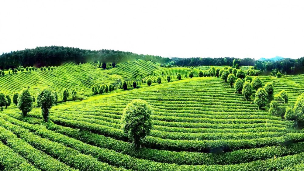 凤冈——茶海之心