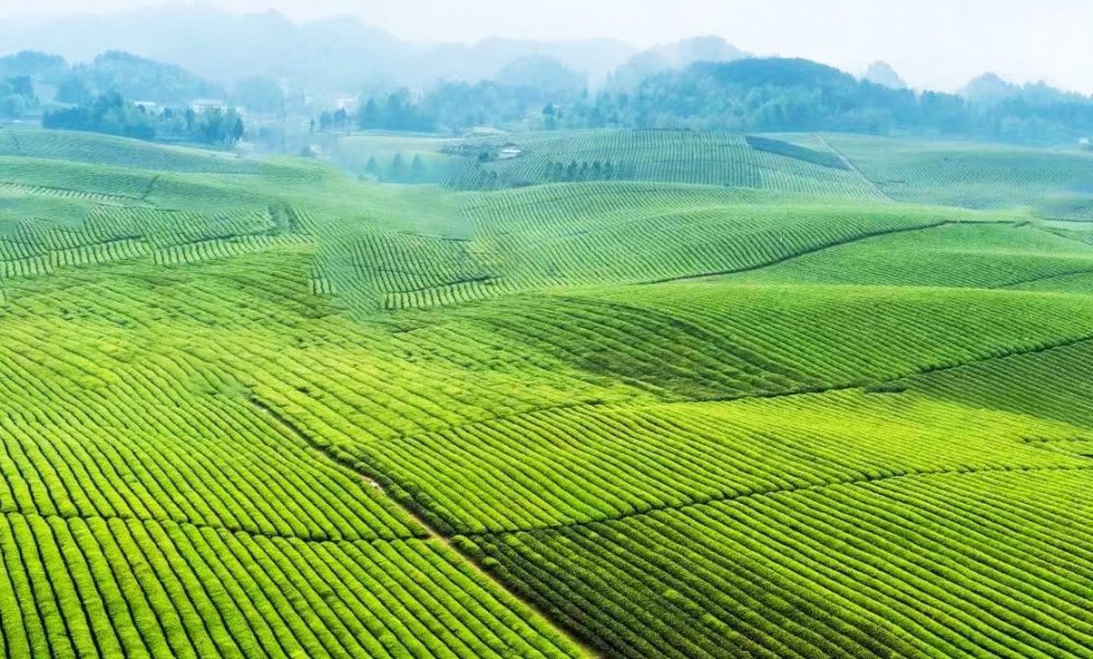 湄潭——中国茶海