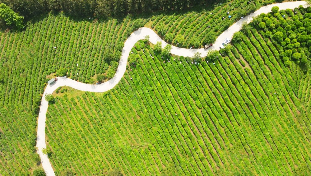 晴隆——世界茶源地