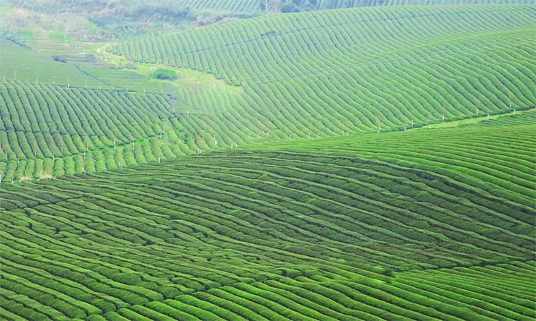 “贵州冲泡”：沸水中解锁茶魂真韵