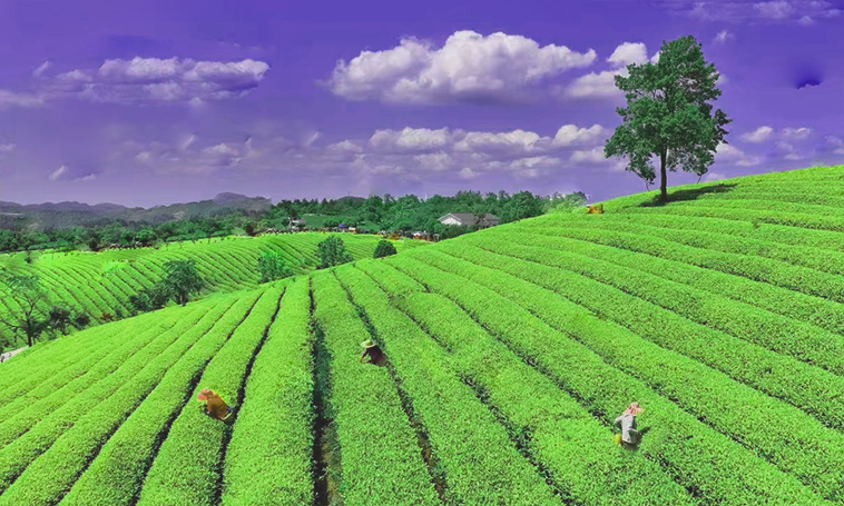 贵州茶叶交易中心茶企在线亮相广州茶博会