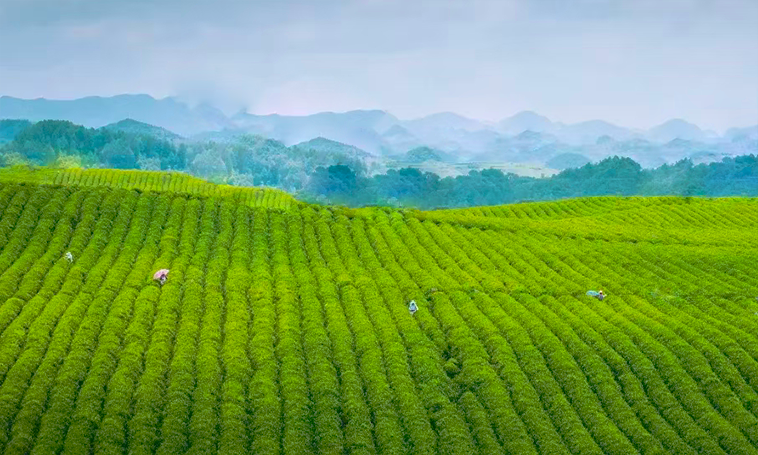 春节中国万亩茶海人潮涌动，湄潭茶旅融合势头锐不可当